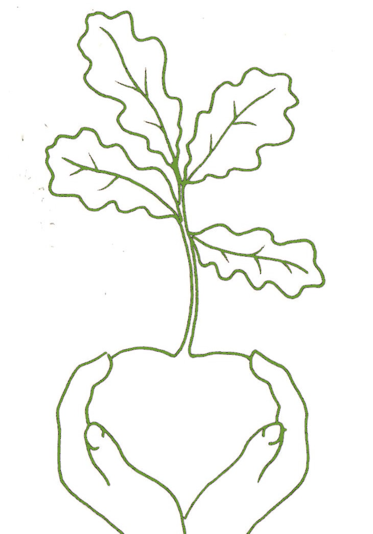 oak seedling green line